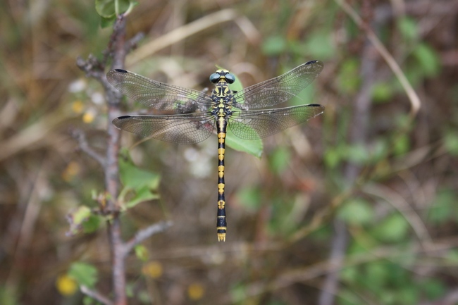 Cordulegaster boltonii ??? no, mix di Onychogomphus